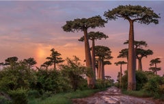 Alley of Giants, Madagascar  by Cristina Mittermeier