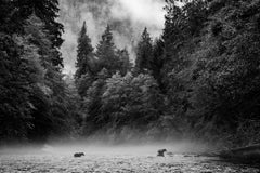 Bear Duet by Cristina Mittermeier - Contemporary Wildlife Photography