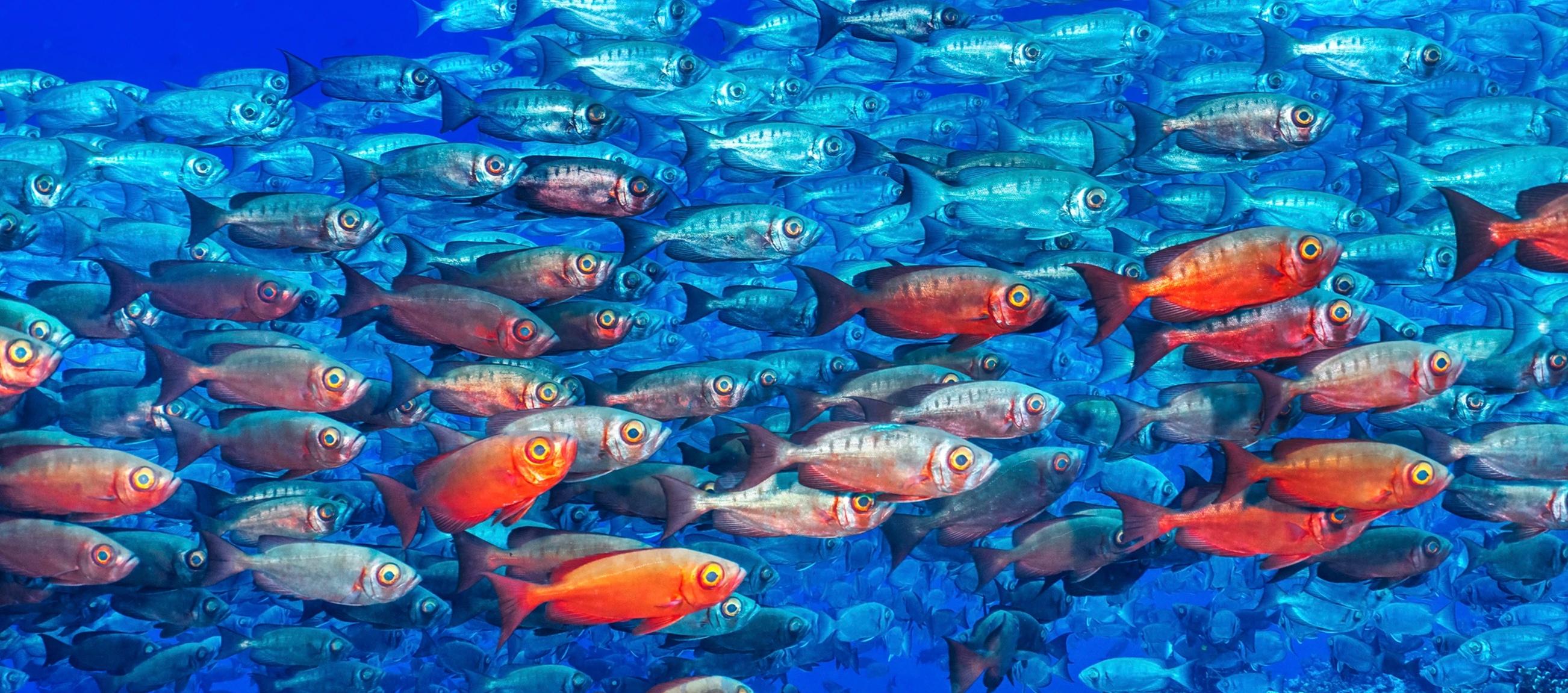 "Big Eyes" 
French Polynesia, 2023

Available sizes:
20 x 45 in / Edition of 6
32 x 72 in / Edition of 6
40 x 60 in / Edition of 6
50 x 75 in / Edition of 6

"The islands of French Polynesia are flooded with marine life, from prowling reef sharks to