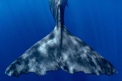 Cachalote Fluke, Dominikanien, von Cristina Mittermeier