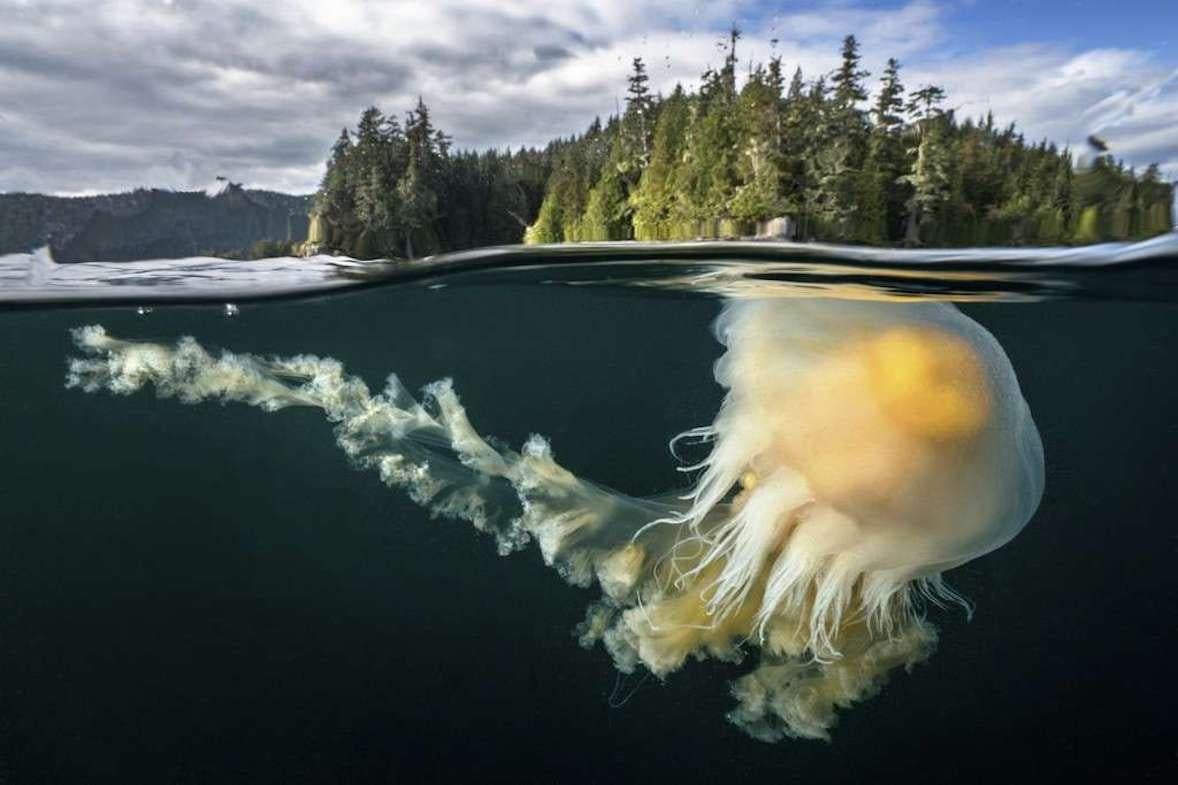 Cristina Mittermeier Color Photograph - Egg Yolk Jellyfish - Contemporary Photography - Ocean