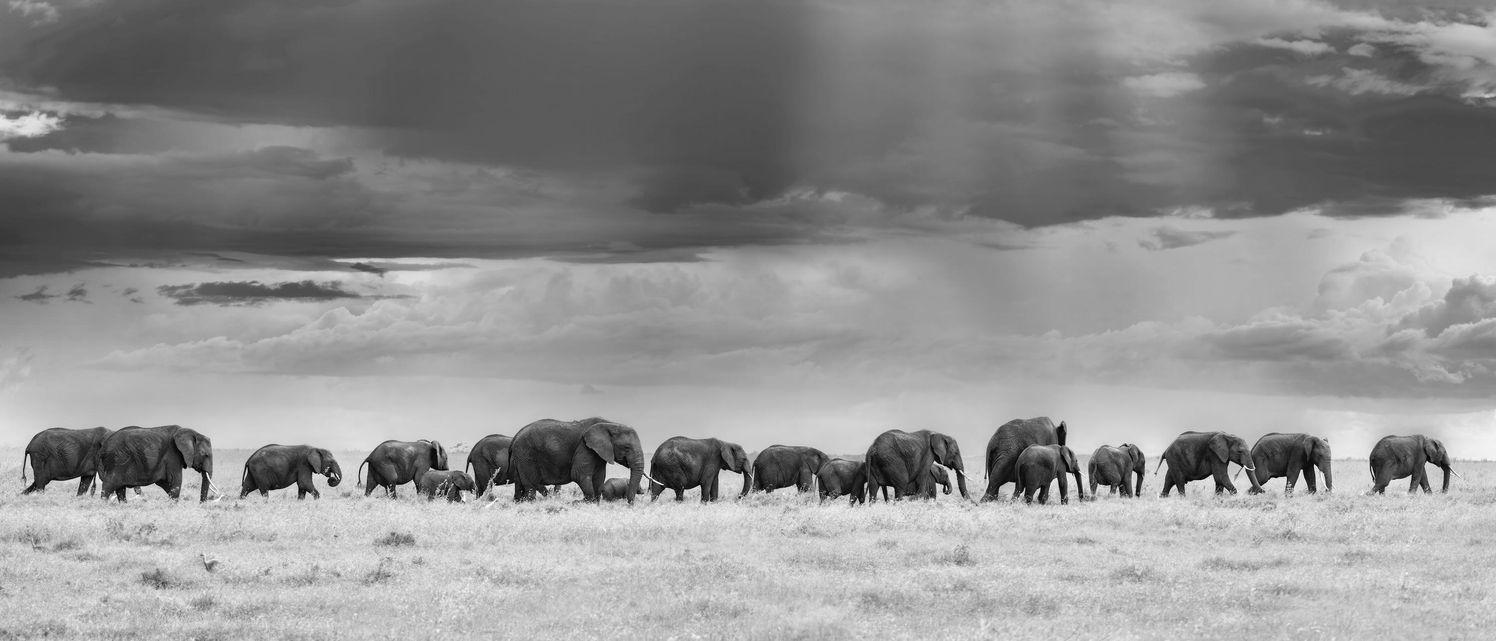 "Elephant Train"
Segera, Kenya - 2025

Archival pigment print
Edition of 6 (in each size)

Available sizes:

20" x 46.5" (50.8 x 118.11 cm)
32" x 74.5" (81.28 x 189.23 cm)
40" x 93.5" (101.6 x 237.49 cm)

"I was deeply moved hearing Jochen recount