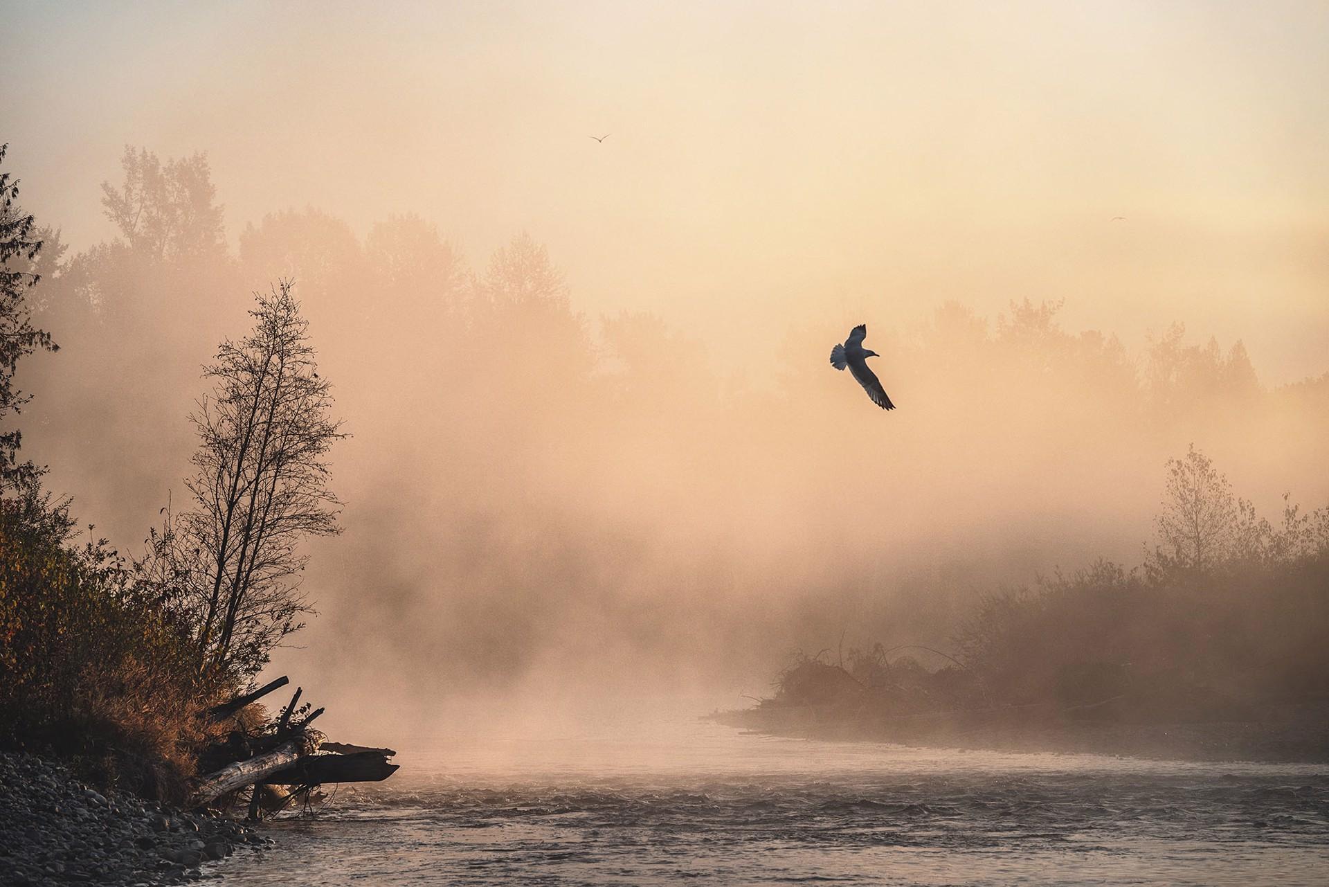 "Flight at Dawn"
Adams River, British Columbia, Canada - 2018

Archival pigment print

Available sizes:

Edition of 6: 20in x 30in (50.8 x 76.2cm) - $4,500 
Edition of 6: 32in x 48in (81.3 x 121.9cm) - $7,500 
Edition of 6: 40in x 60in (101.6 x