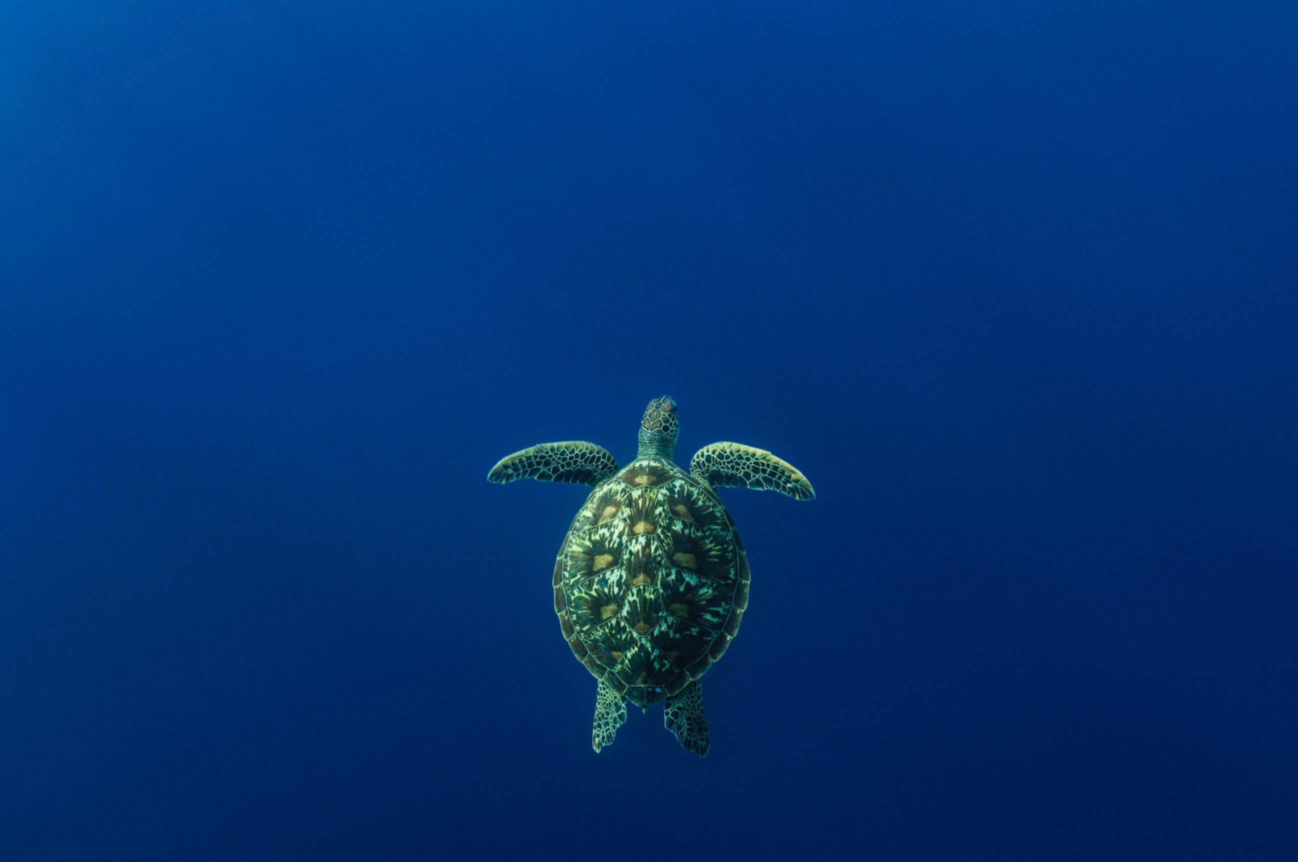 Green Turtle, Tahiti by Cristina Mittermeier