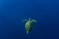 Grüne Schildkröte, Tahiti von Cristina Mittermeier