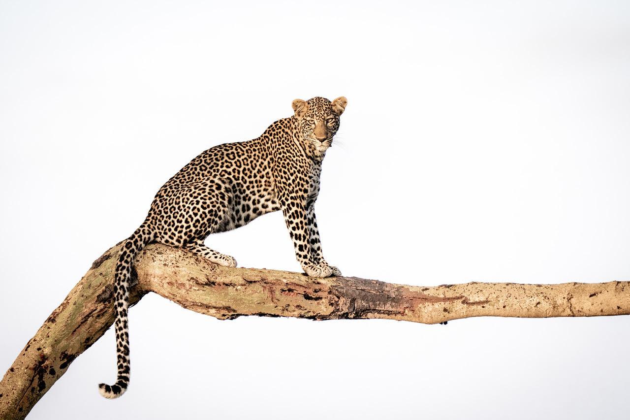 Animal Print di Cristina Mittermeier - Come il Gattopardo ha ottenuto le sue macchie