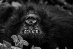 I See You by Cristina Mittermeier - Contemporary Wildlife Photography - Gorilla