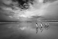 Paseo del Rey, Islas Malvinas por Cristina Mittermeier - 5 Pingüinos en la playa