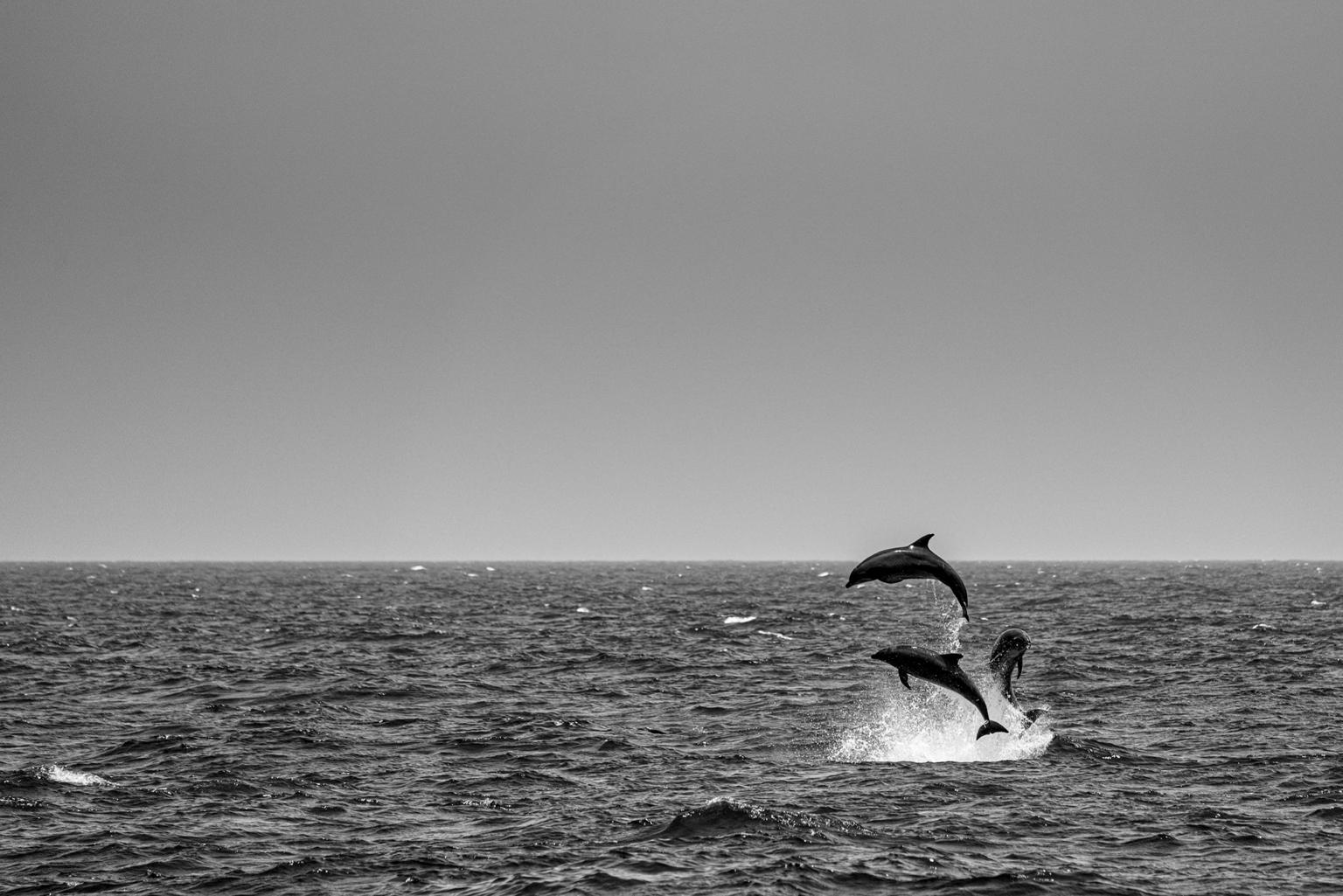 Cristina Mittermeier Black and White Photograph - Los Delfines 