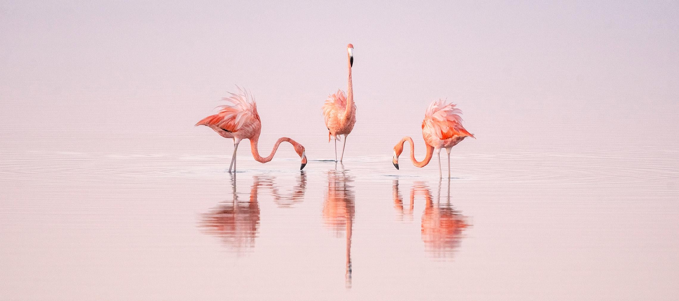 Cristina Mittermeier Color Photograph - Pink Dancers 