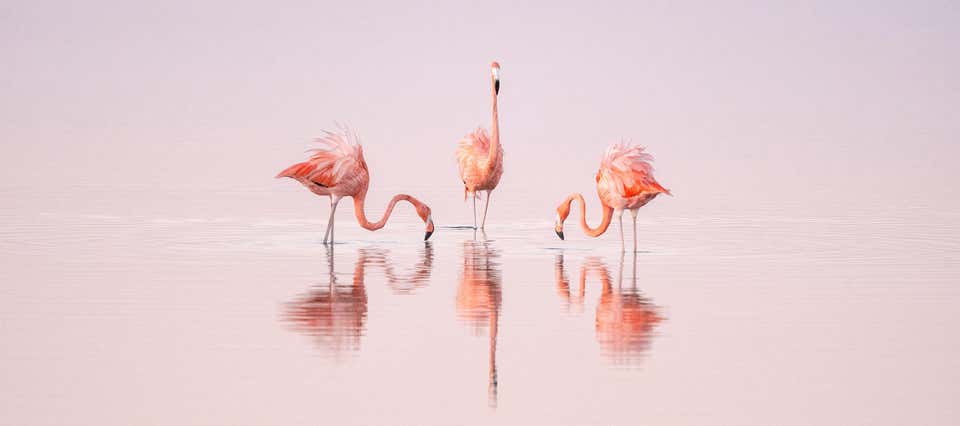 Pink Dancers by Cristina Mittermeier - Bahamas - Wildlife Photography