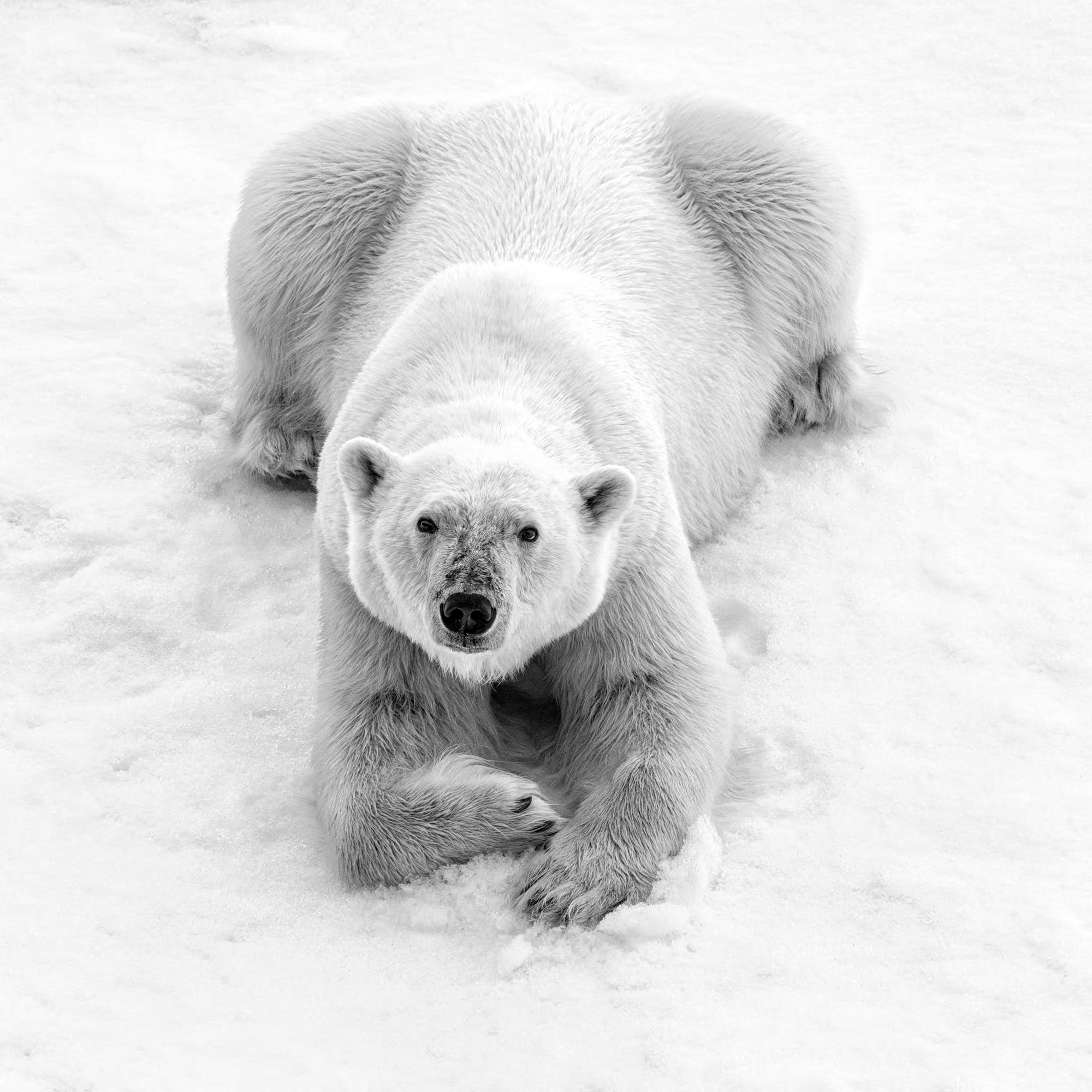Cristina Mittermeier Black and White Photograph - Polar Master 