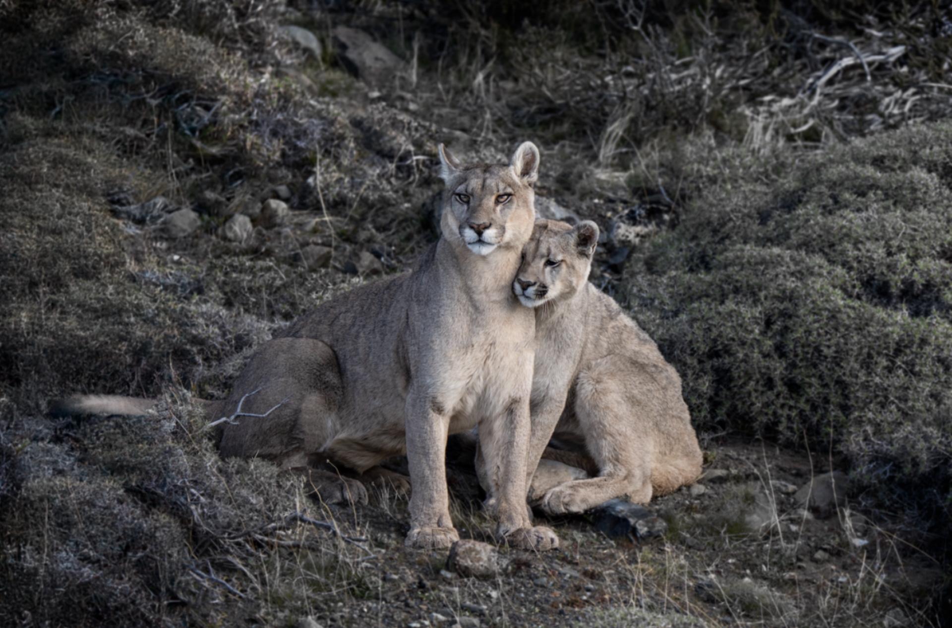 "PS I Love You"
Patagonia, Chile - 2025

Archival pigment print
Edition of 6 (in each size)

Available sizes:

30" x 20" (76.2 x 50.8 cm)

48" x 32" (121.9 x 81.3 cm)

60" x 40" (152.4 x 101.6 cm)

75" x 50" (190.5 x 127 cm)

"High in the windswept