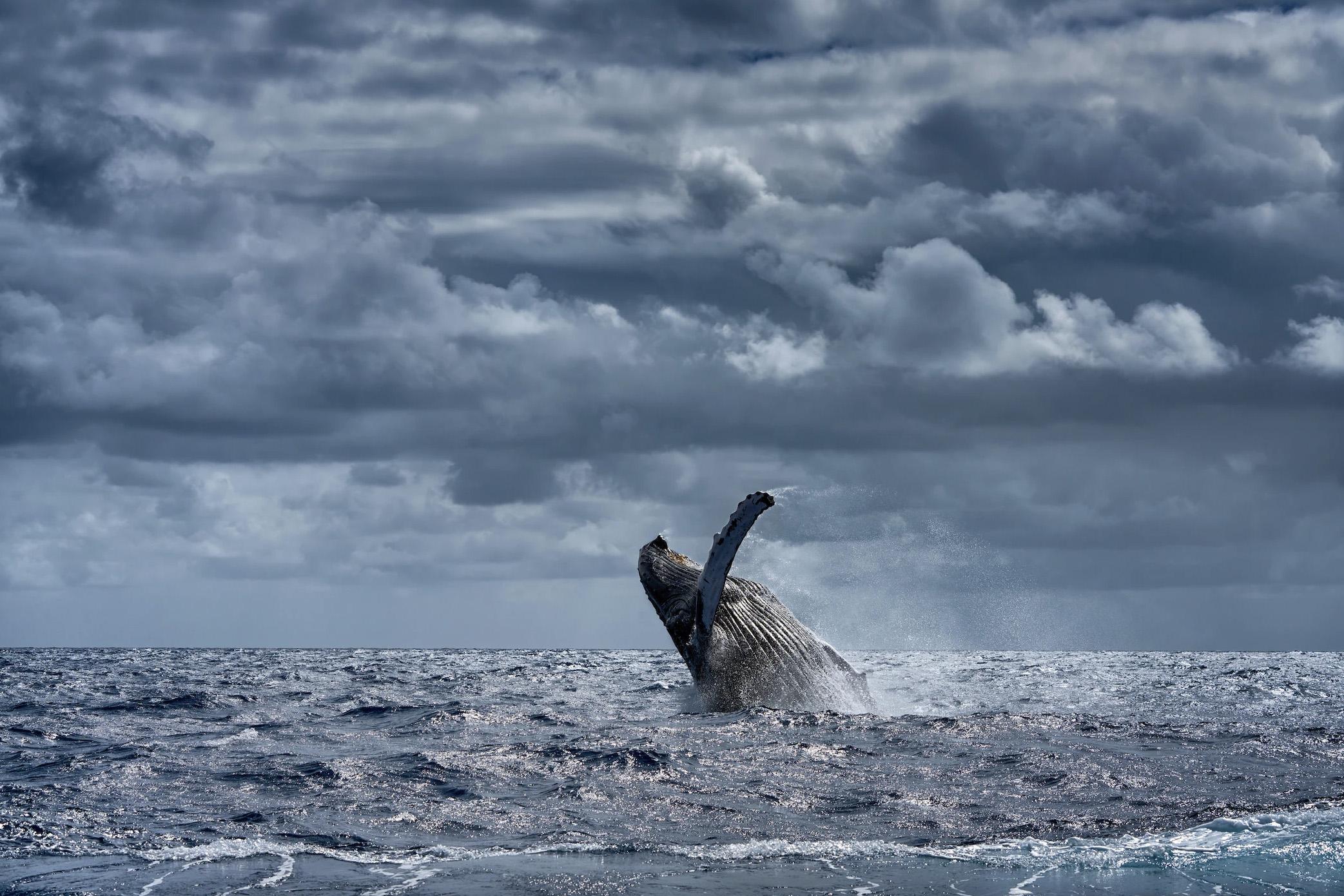 "Pure Joy"
Silver Bank, Dominican Republic - 2015

20 x 30 in / Edition of 6 - $4,500

Also available:
32 x 48 in / Edition of 6 - $7,500
40 × 60 in / Edition of 6 - $10,500
50 x 75 in / Edition of 6 - $15,500

Prices listed do not include framing.