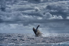 Pure Joy, Silver Bank, Dominican Republic by Cristina Mittermeier