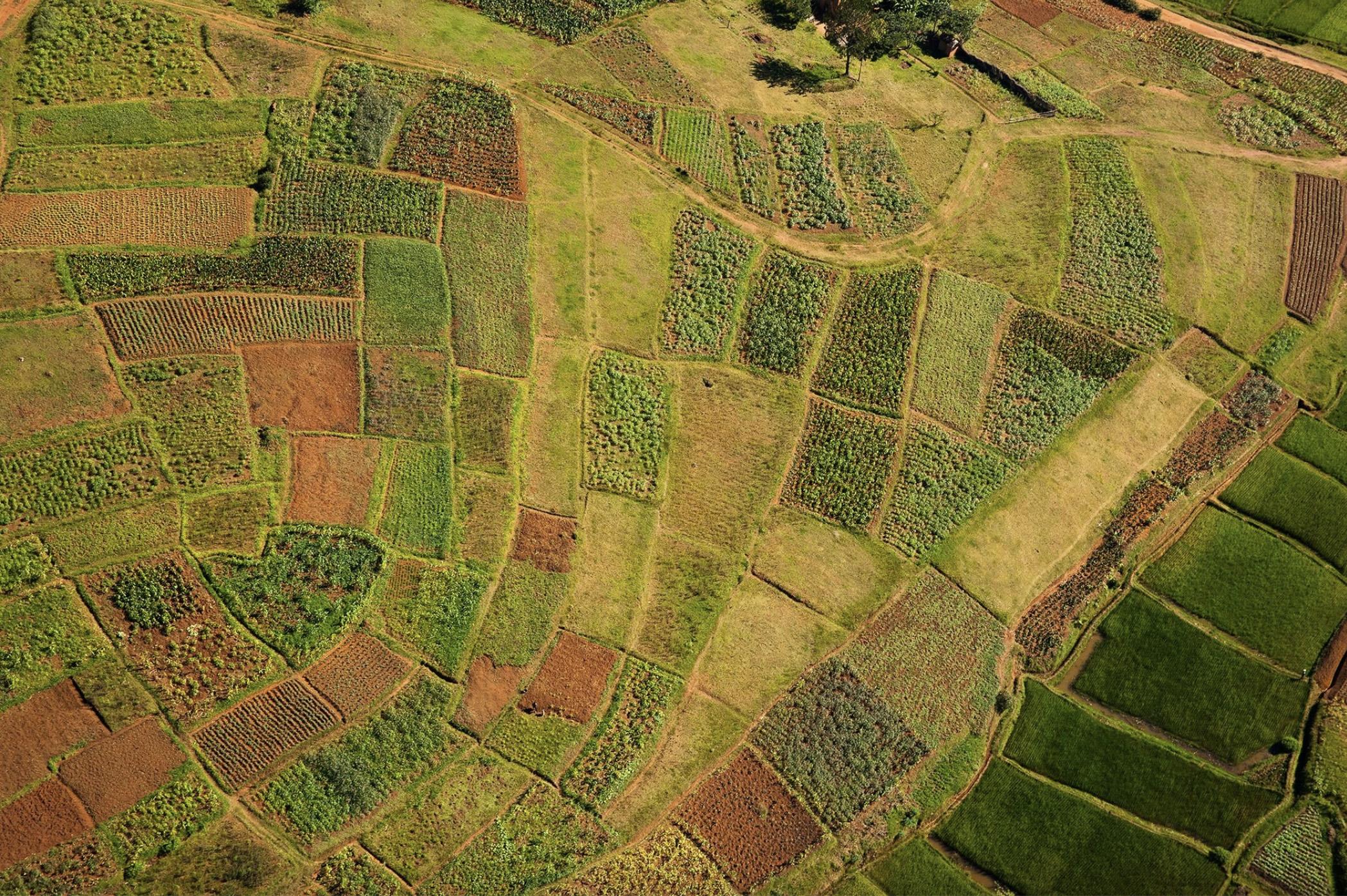 "Rice Paddy I"
Madagascar, 2009

20 × 30 in / 50.8 x 76.2 cm / Edition of 6 - $4,500

Also available:
32 x 48 in / 81.3 x 121.9 cm / Edition of 6 - $7,500
40 × 60 in / 101.6 × 152.4 cm / Edition of 6 - $10,500
50 x 75 in / 127 x 190.5 cm / Edition