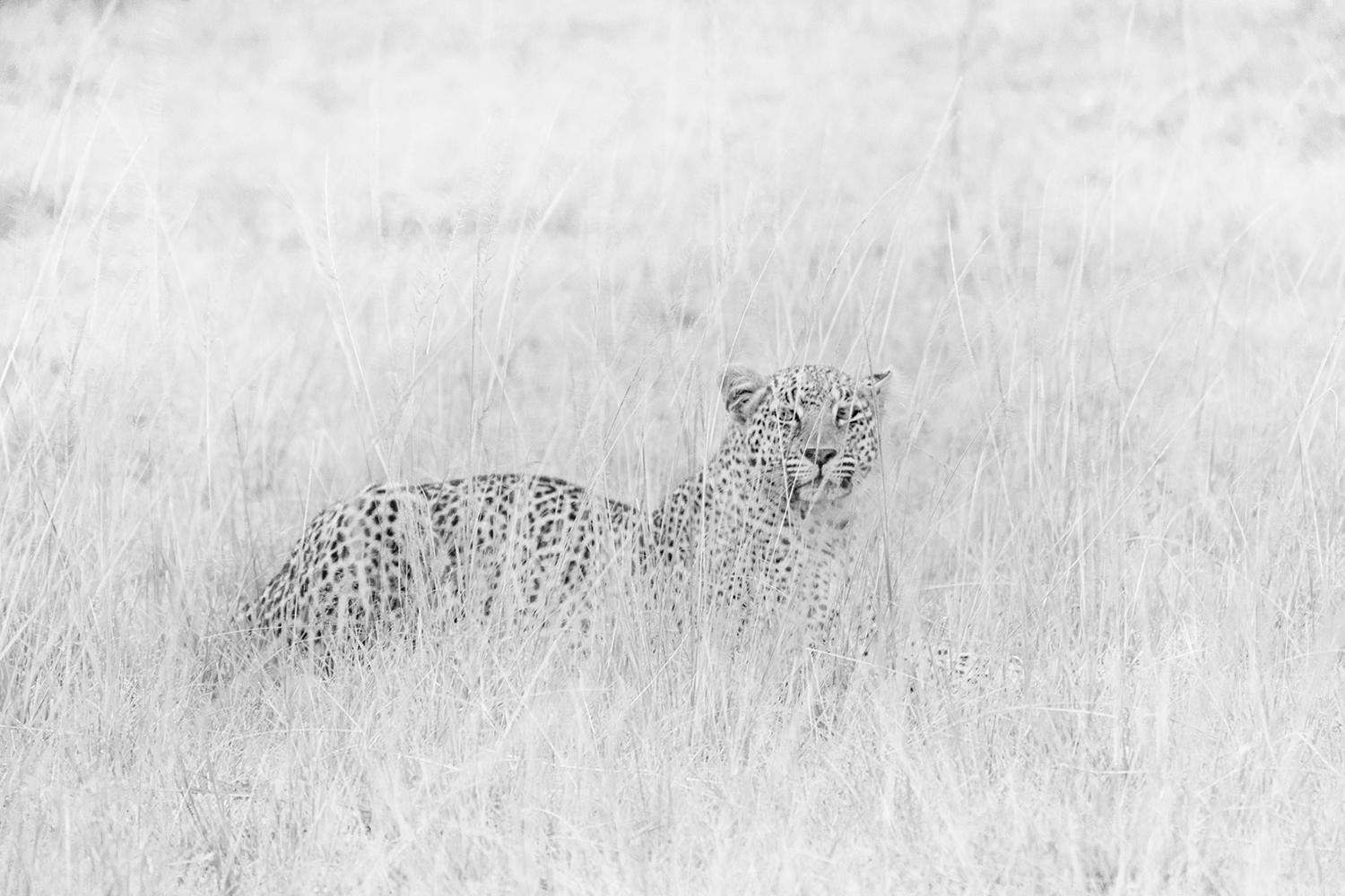 "Savannah Sanctuary" 
Maasai Mara Nationalreservat, Kenia - 2018

20 x 30 in / Auflage von 3 - $5,500

Auch verfügbar:
32 x 48 Zoll / Auflage von 3 - $8.500

Silber-Gelatine-Druck

Die angegebenen Preise verstehen sich ohne Rahmung. Bitte