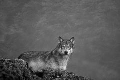 She Wolf, British Columbia Canada by Cristina Mittermeier