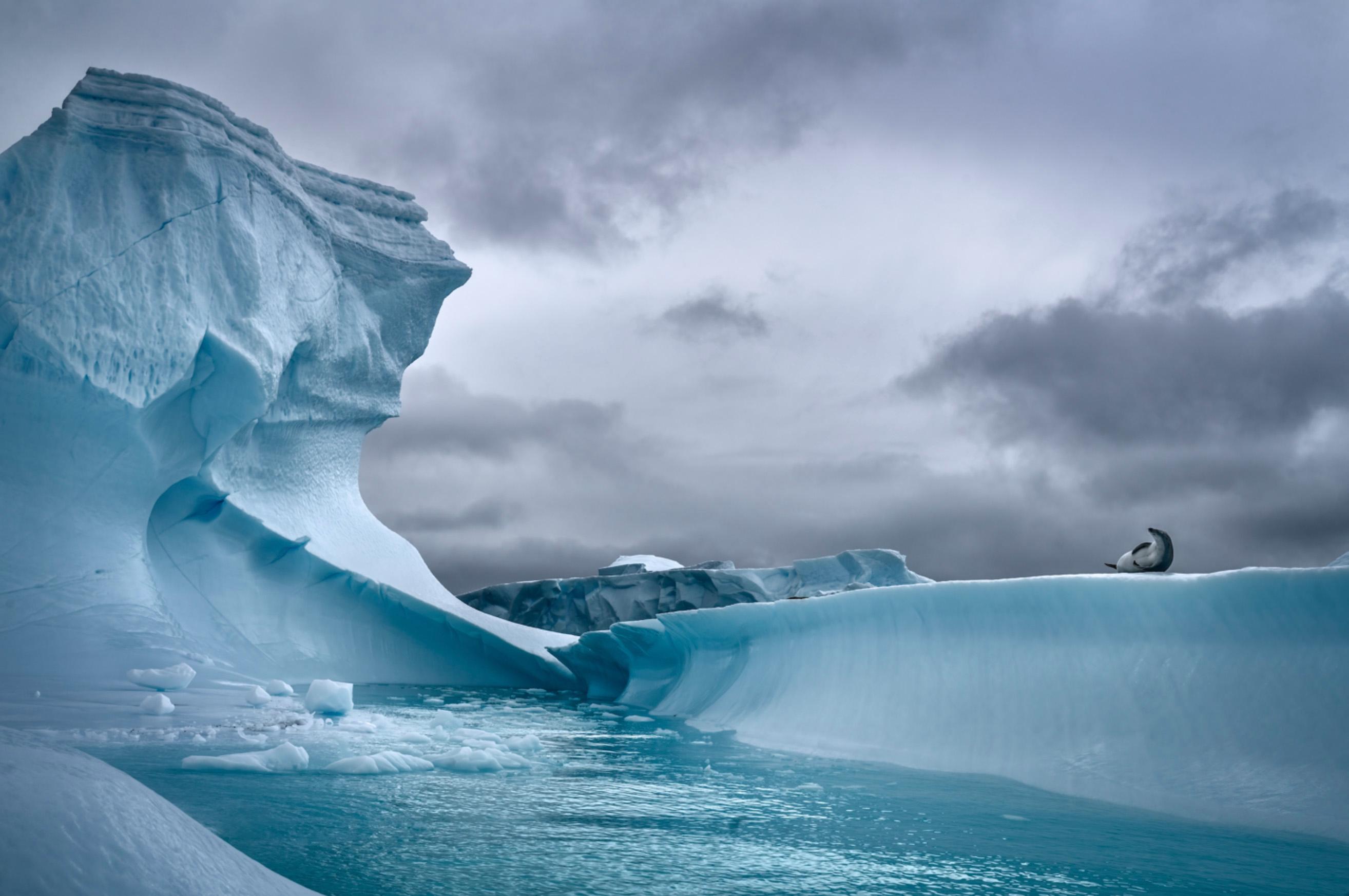 "Solo Seal" 
Antarctic Peninsula, Antarctica, 2022

20 x 30 in / Edition of 6 - $4,500

Also available:
32 x 48 in / Edition of 6 - $7,500
40 x 60 in / Edition of 6 - $10,500
50 x 75 in / Edition of 6 - $15,500

Prices listed do not include framing.