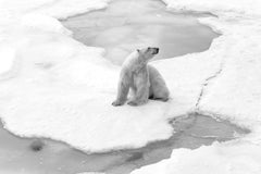Strike A Pose by Cristina Mittermeier - Contemporary Wildlife Photography