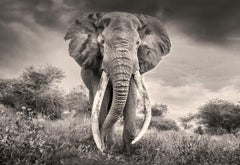 Tembo-König