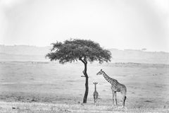 The Scout by Cristina Mittermeier - Contemporary Wildlife Photography - Giraffe