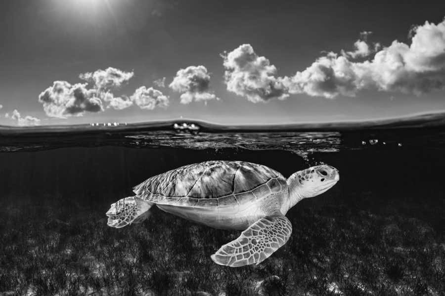 The Traveler, Bahamas by Cristina Mittermeier