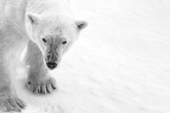 Twinkle Toes, North Pole by Cristina Mittermeier