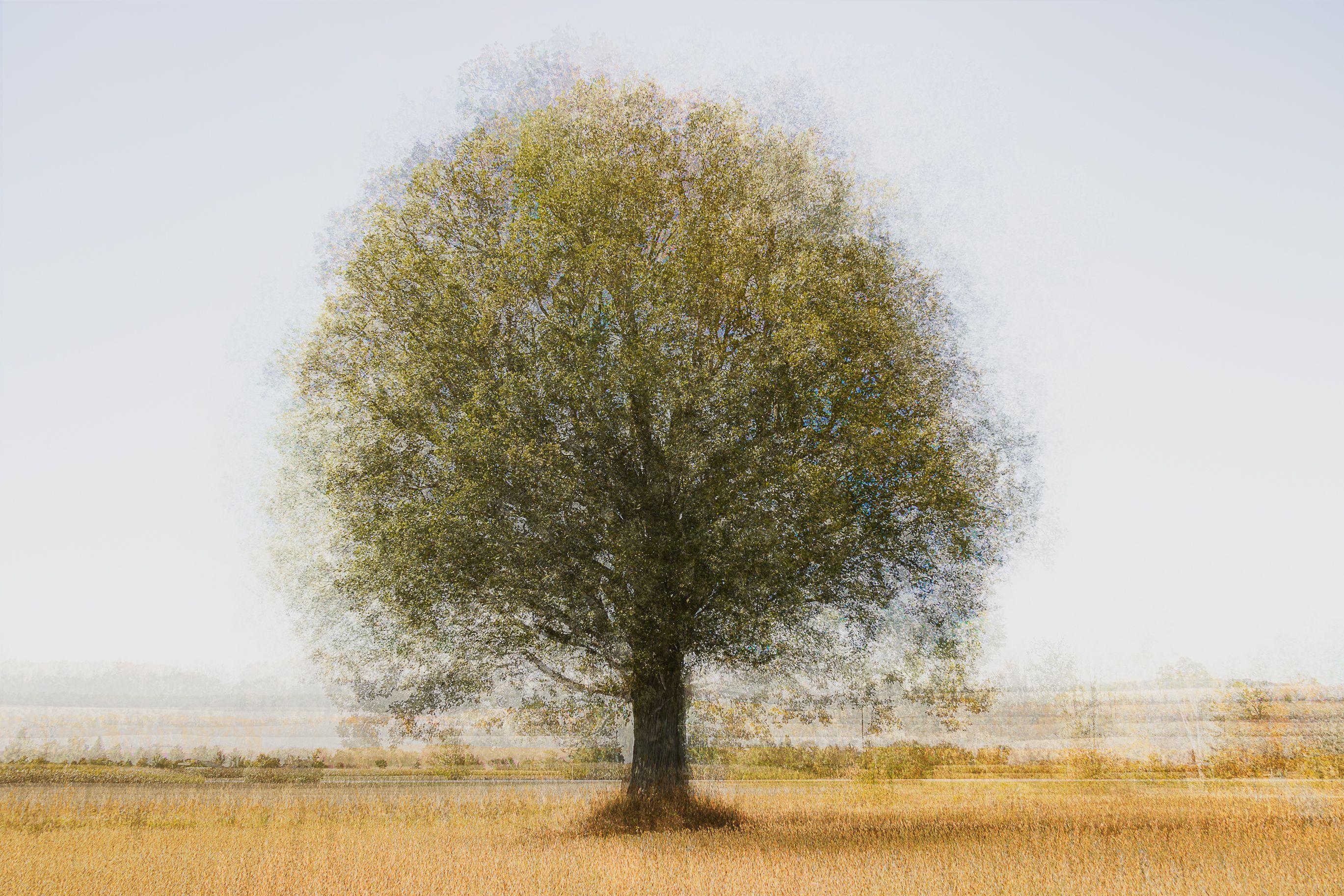 Lonely Tree, limitierte Auflage, Fotografie, C-Type