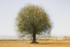 Lonely Tree, limited edition, Photograph, C-Type