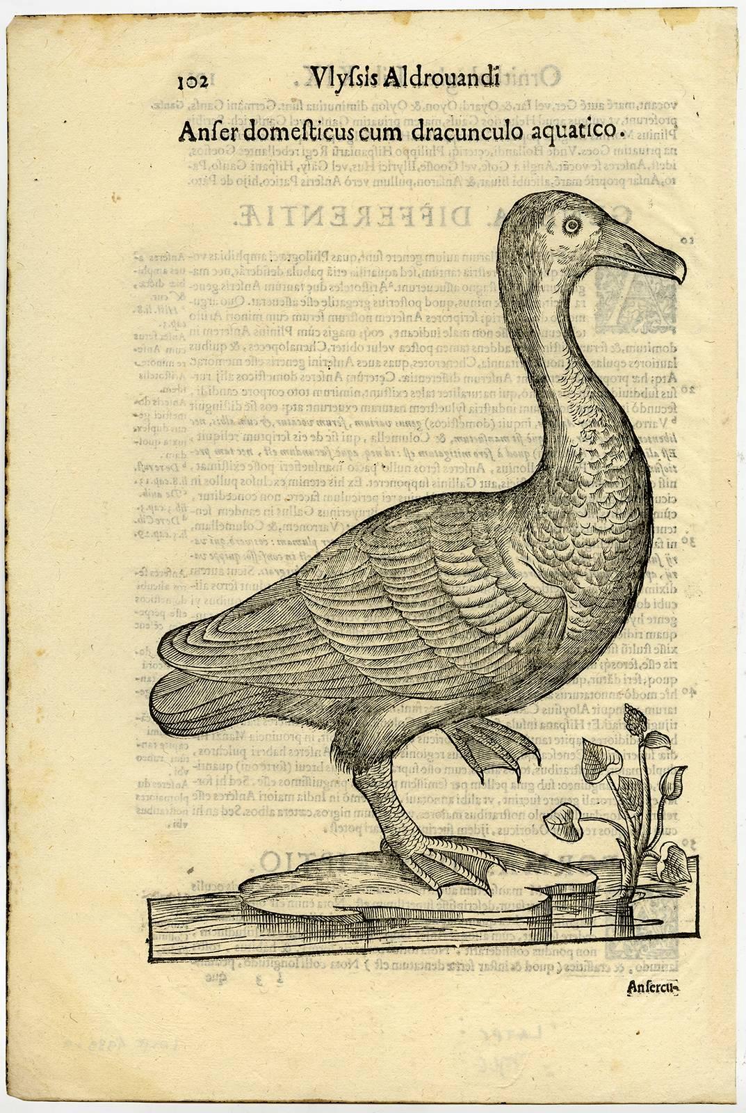 Cristoforo Coriolano Animal Print - Anser domesticus [..] - a common goose.