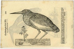 Ardeae aliud genus [..] - Two species of heron.