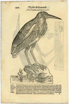 Ardeae aliud genus [..] - Two species of heron.