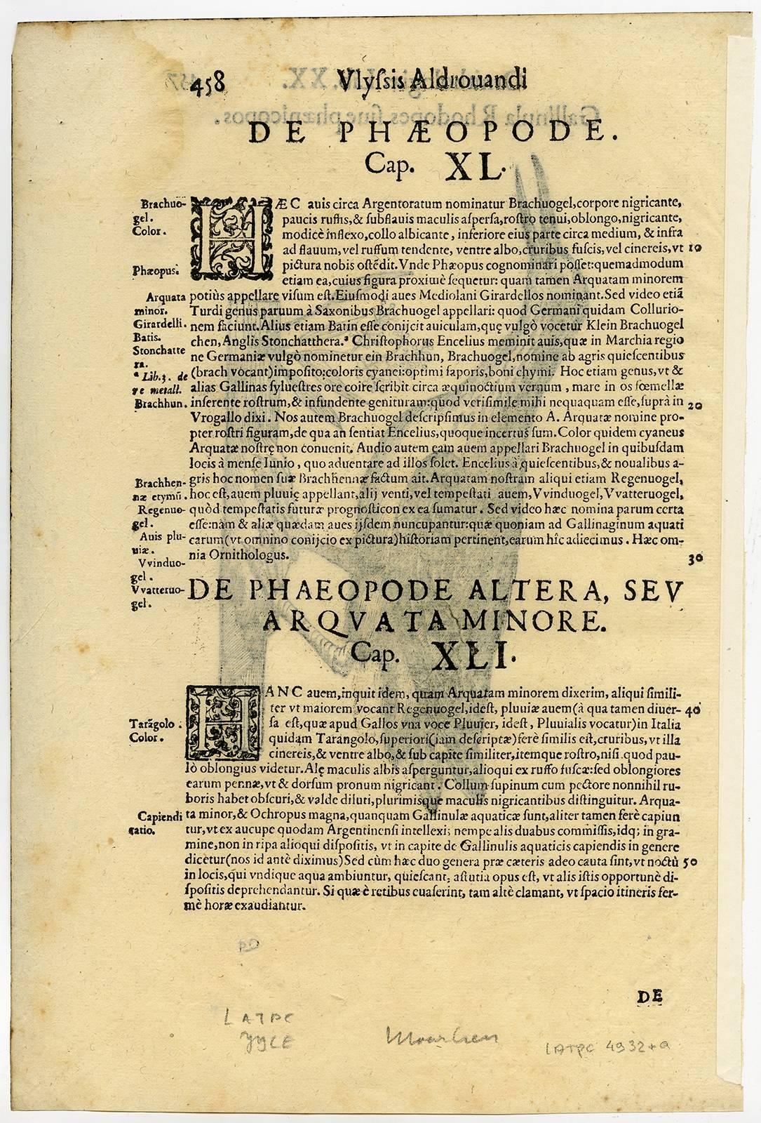 Gallinula Rhodopes sive phaenicopos. - Print by Cristoforo Coriolano