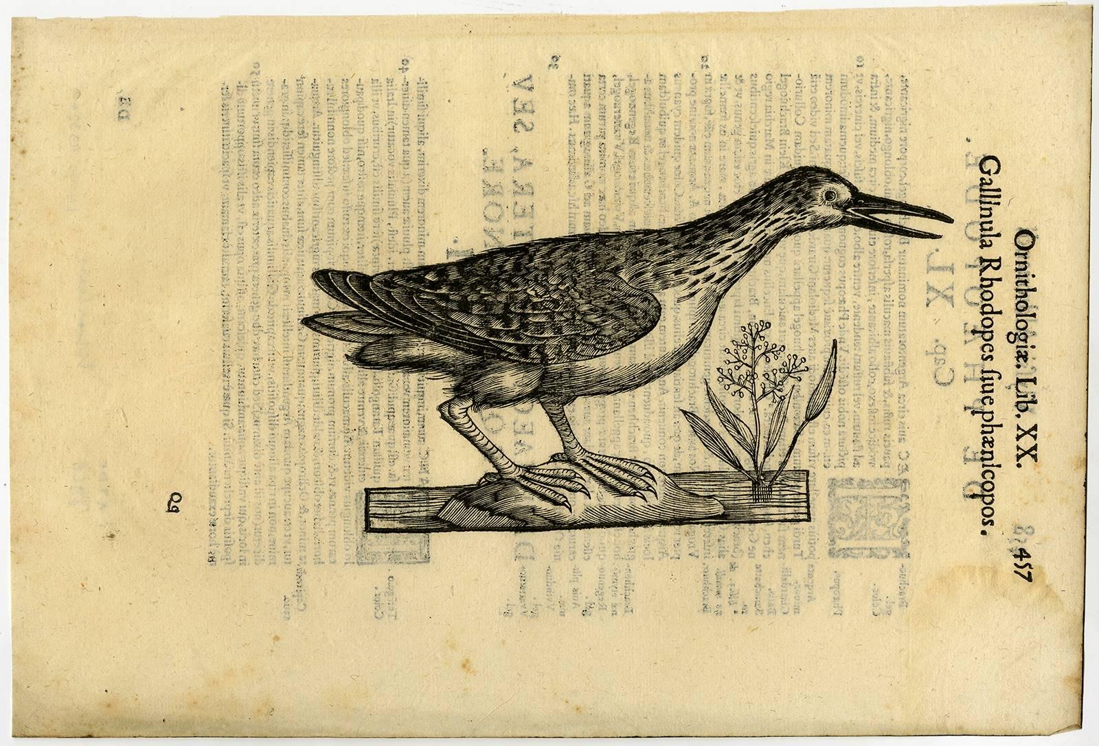 Cristoforo Coriolano Animal Print - Gallinula Rhodopes sive phaenicopos.