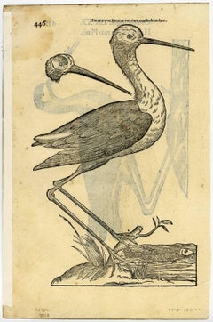 Haemantopos mas plinii.'' - An oystercatcher with a black-winged stilt verso.