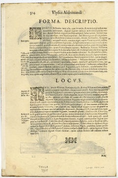 Ibis Bellonii.'' - An ibis species.