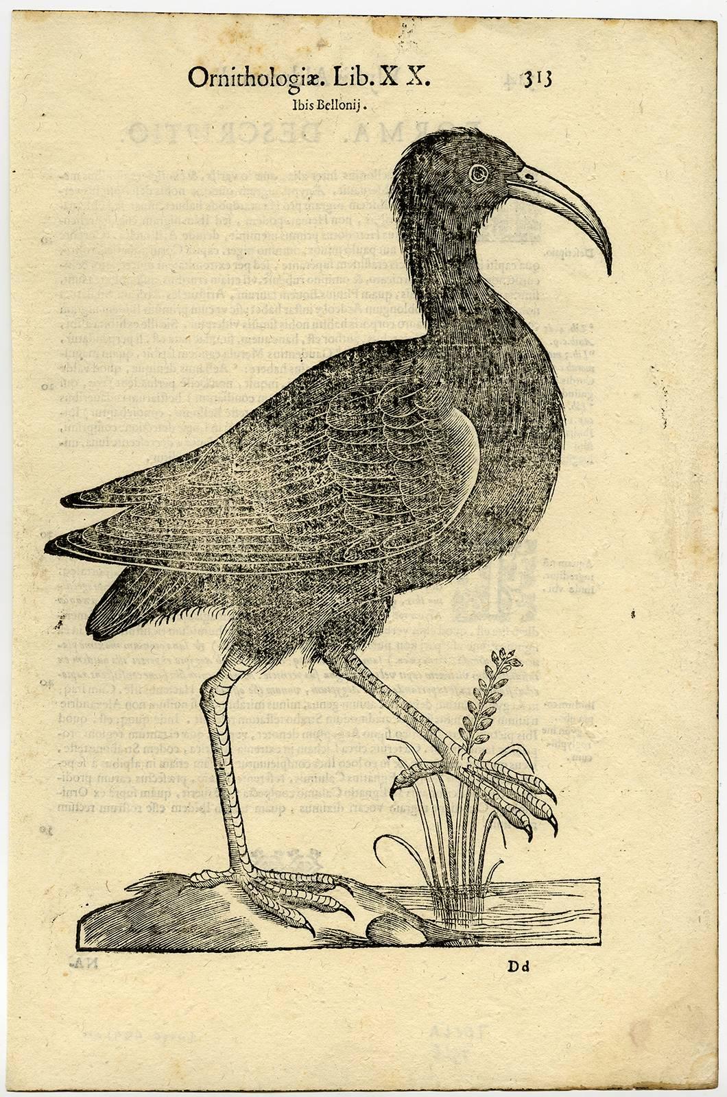 Cristoforo Coriolano Animal Print - Ibis Bellonii.'' - An ibis species.