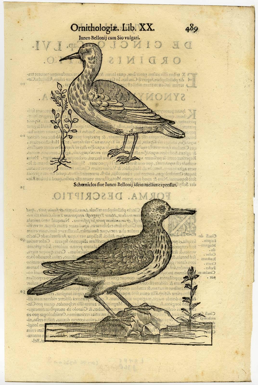 Cristoforo Coriolano Animal Print - Iunco bellonii [..].