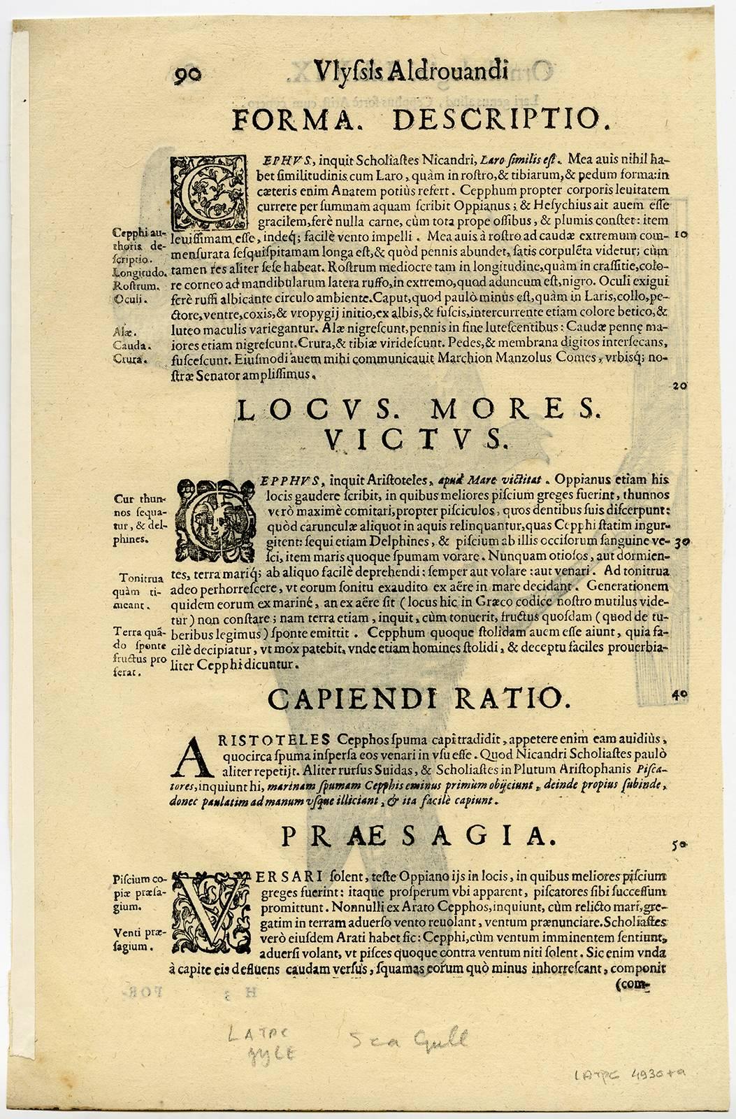 Lari genus aliud, [..]. - Print by Cristoforo Coriolano