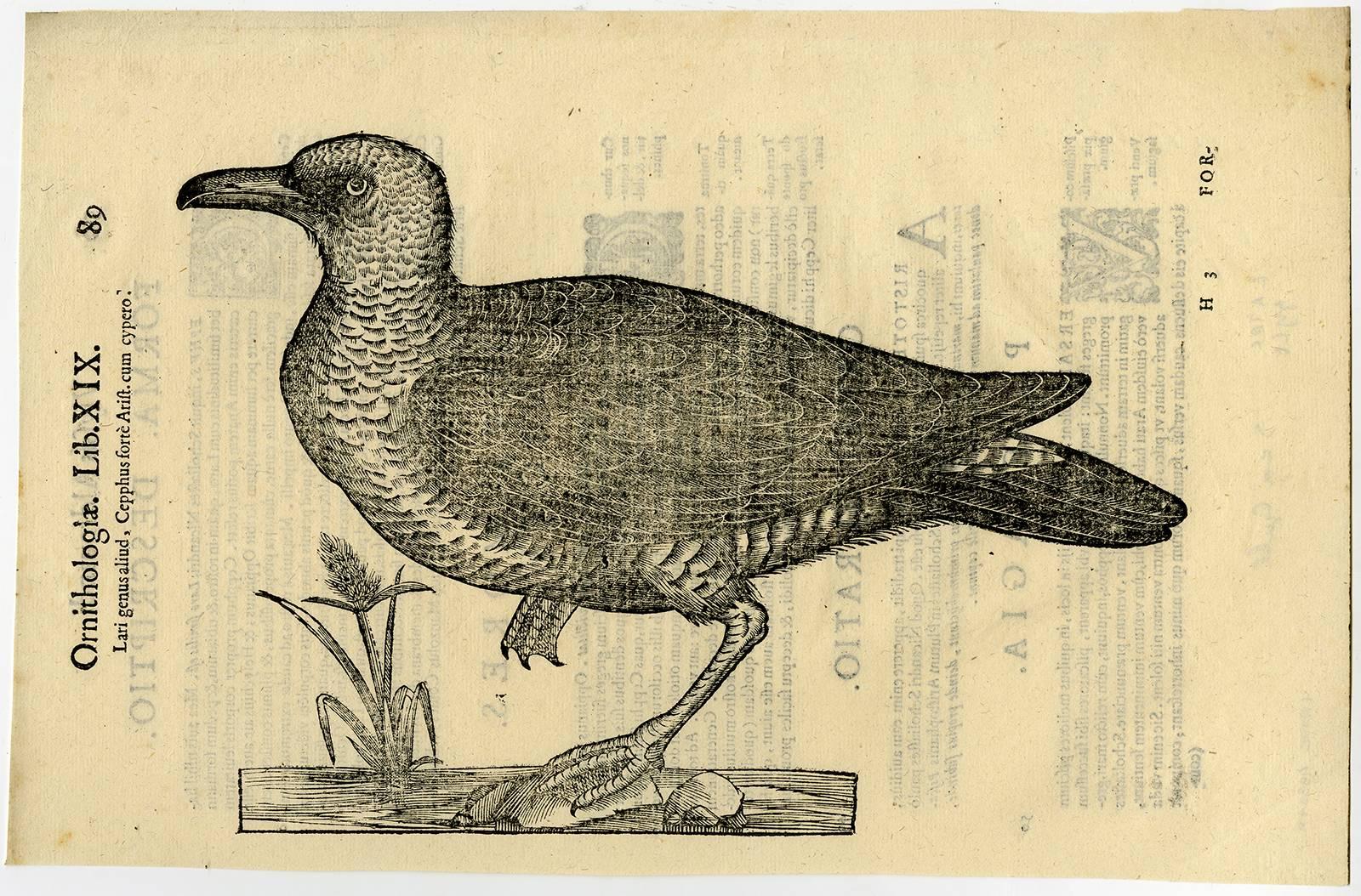Cristoforo Coriolano Animal Print - Lari genus aliud, [..].