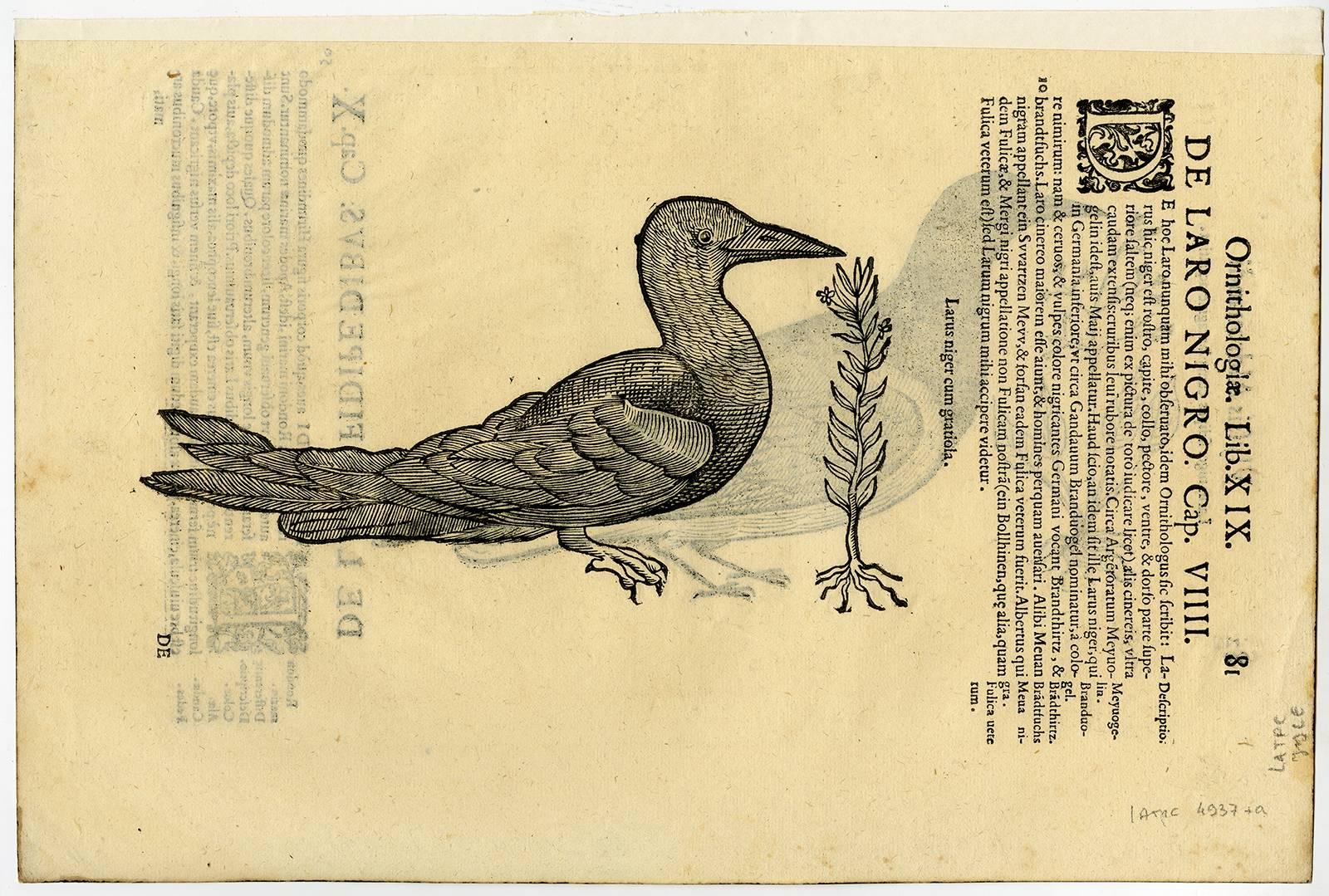 Larus niger [..]. - Print by Cristoforo Coriolano