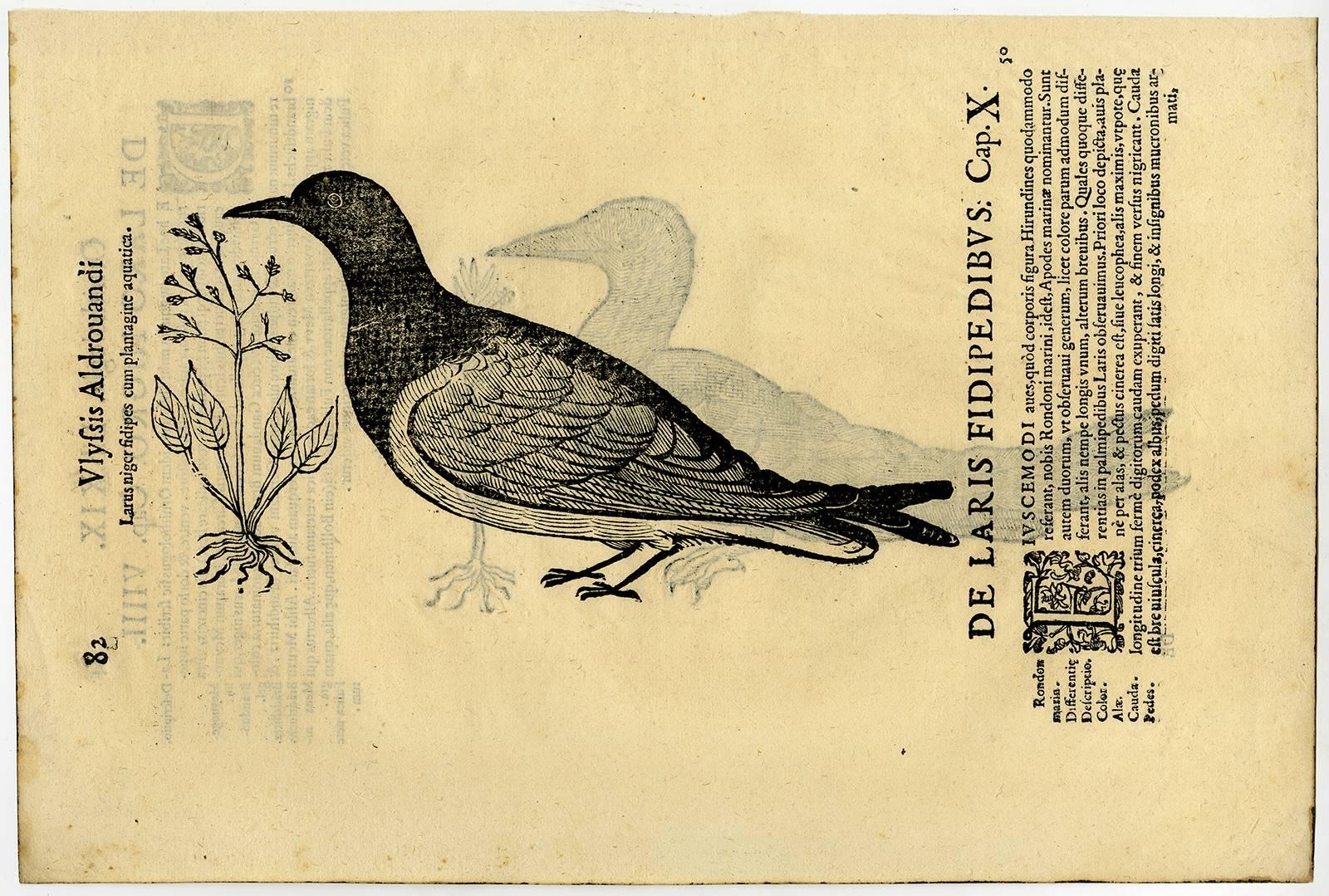 Cristoforo Coriolano Animal Print - Larus niger [..].