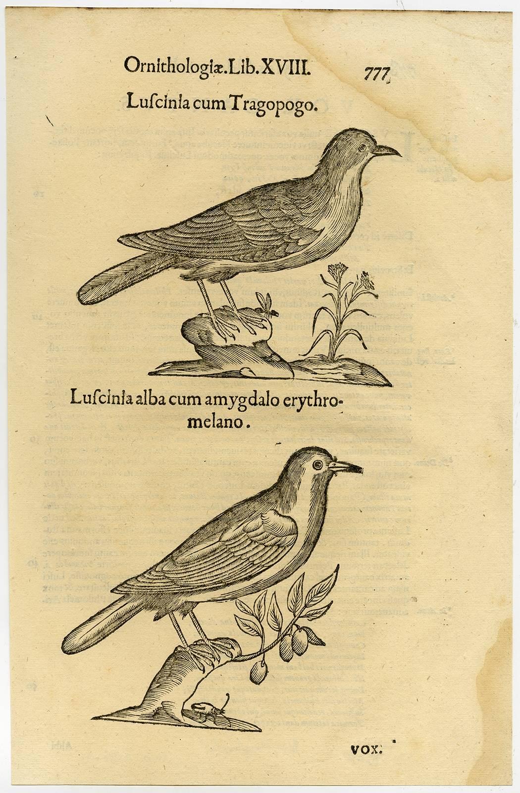Cristoforo Coriolano Animal Print - Luscinia cum tragopogo.