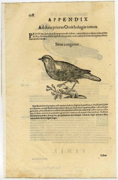 Sittae congener.