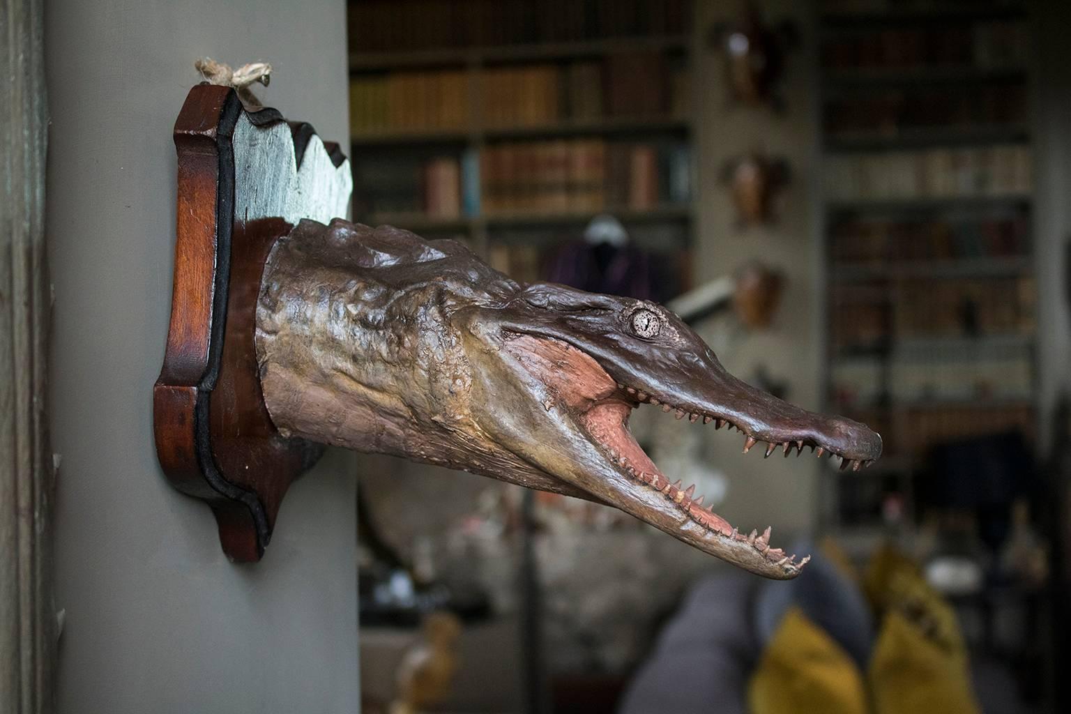 Taxidermy crocodile head with open mouth mounted on wooden ornate shield.