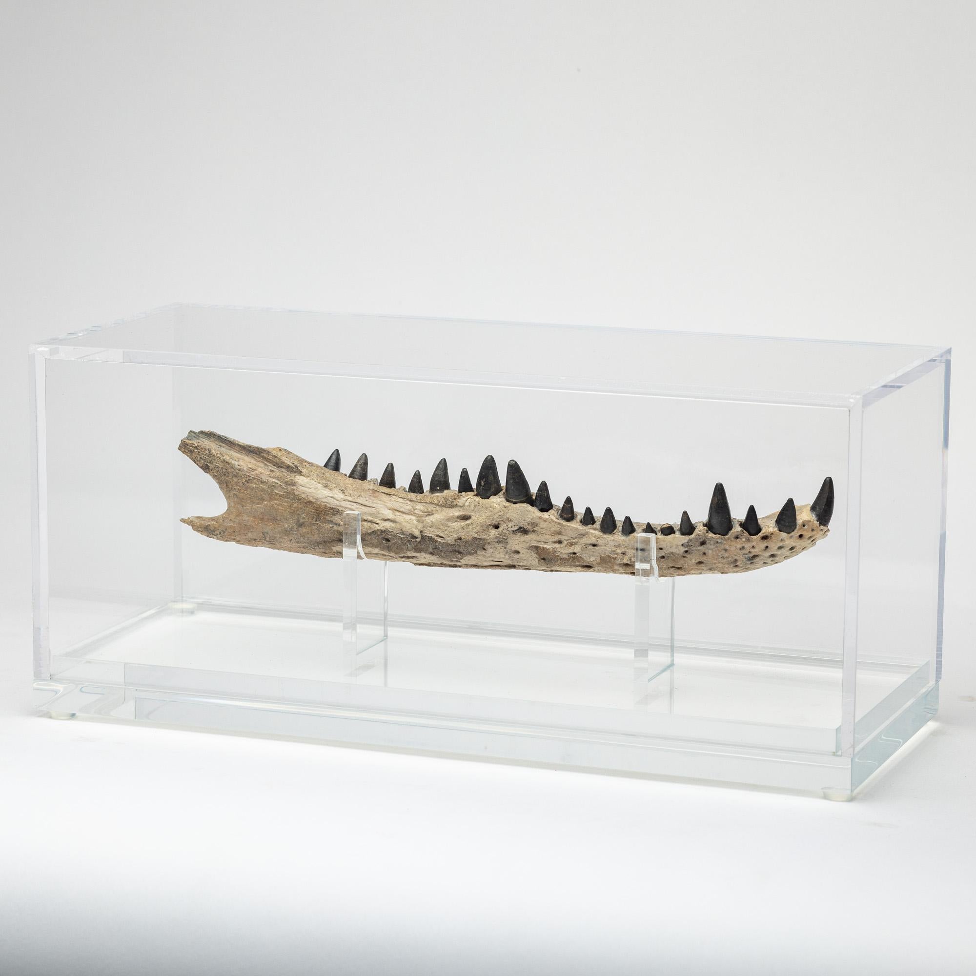 Species: Eosuchus
Origin: Sahara Desert, Morocco
Period: Cretaceous 66 to 96 Million Years ago

Eosuchus “dawn crocodile” is an extinct genus of gavialoid crocodile. The species name refers to its relatively small estimated size, no more than 2