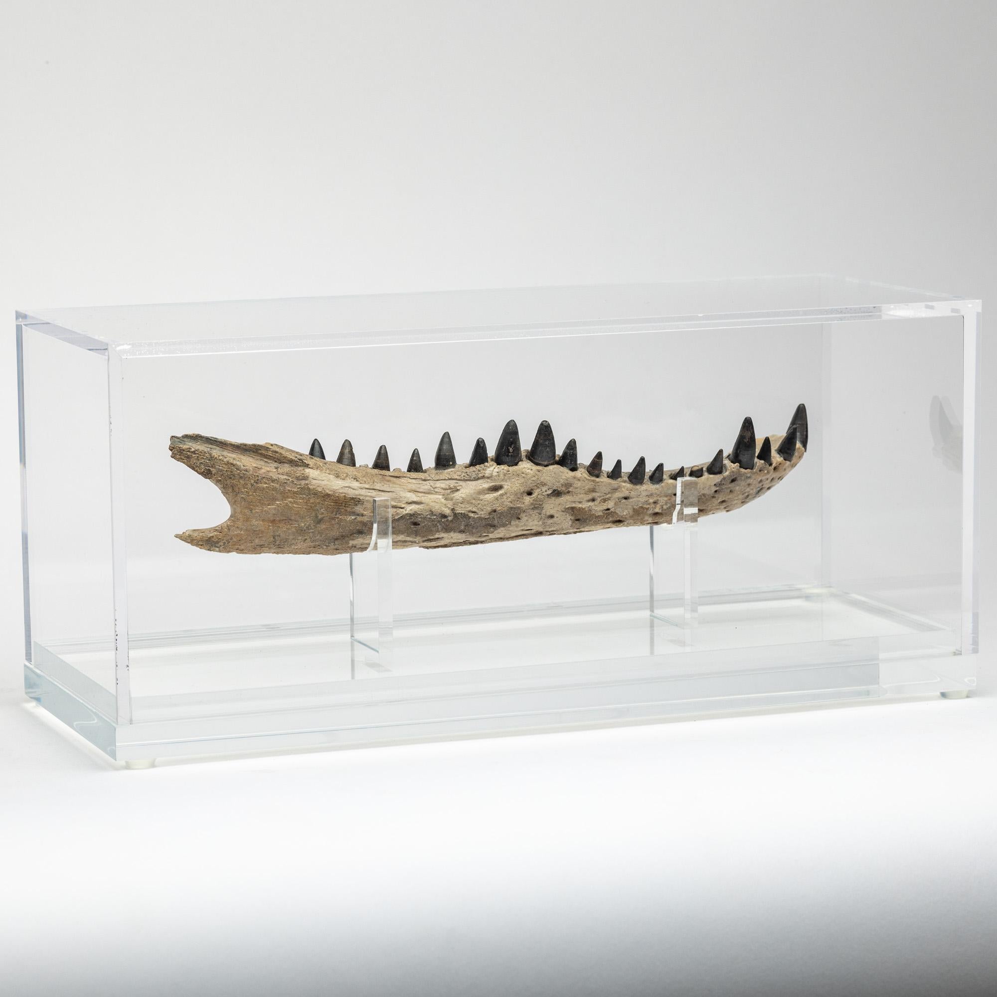 Organic Modern Crocodile Jaw  mounted on custom acrylic base For Sale