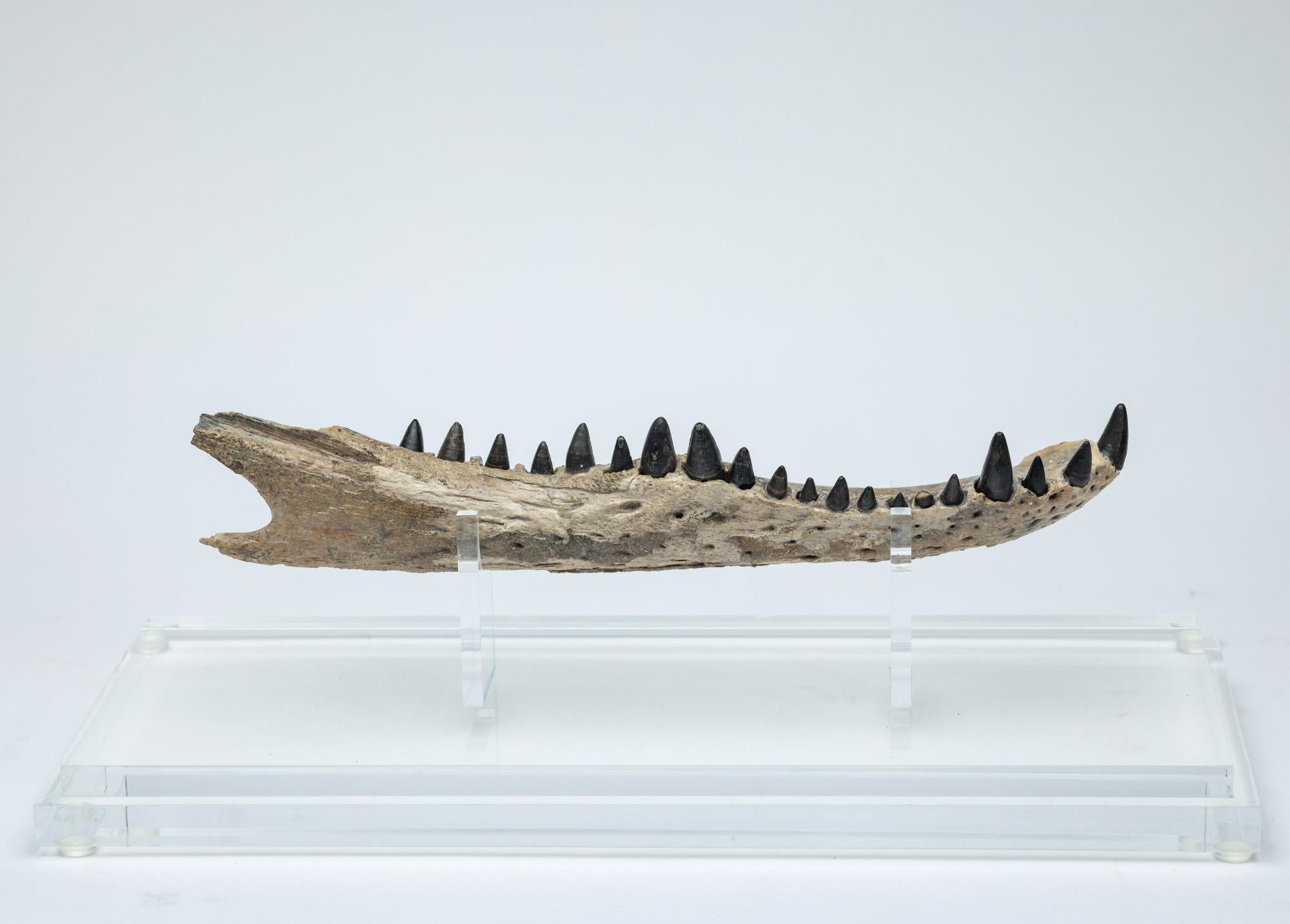 Mexican Crocodile Jaw  mounted on custom acrylic base For Sale