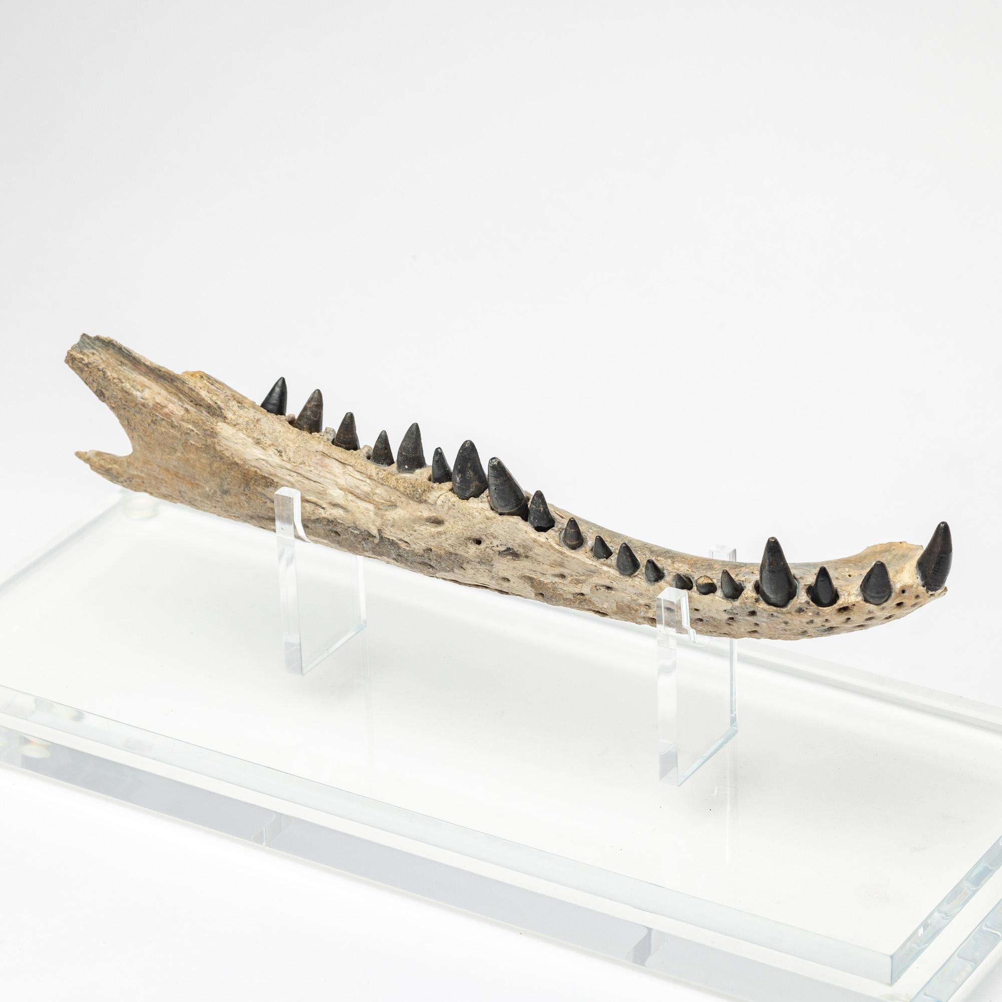 Crocodile Jaw  mounted on custom acrylic base In New Condition For Sale In Polanco, CDMX